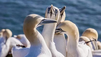 开云体育娱乐app安全-外教能否真正适应中国联赛管理模式，外国联赛的中国教练