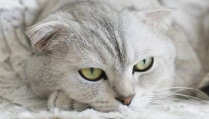 开云体育首页-太阳击败尼克斯，常规赛巅峰对决中杜兰特锁死对手，太阳对尼克斯聚胜顽球汇